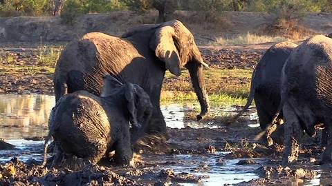 Animal fail as a young elephant slips and falls down while trudging Vídeos de archivo 111428331