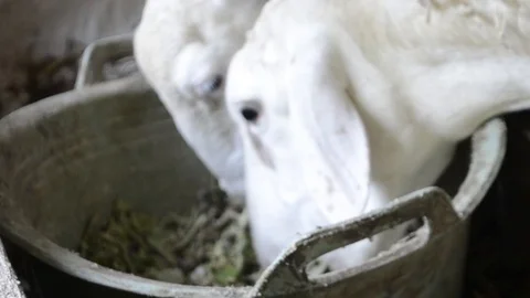 Animal farm activity Stock Footage 125788765