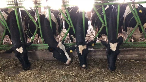 Animal farm. Stock Footage 93556476