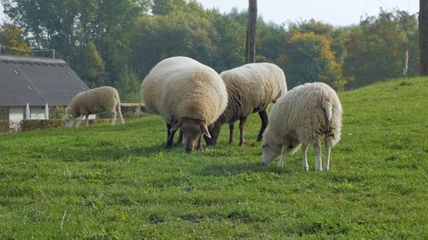 Animal farm Stock Footage 101978924