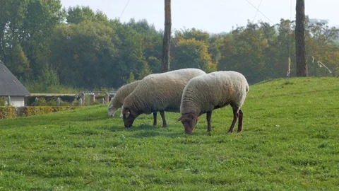 Animal farm Stock Footage 101978936