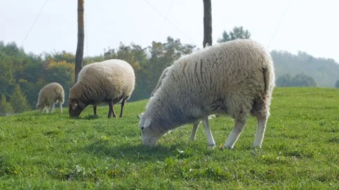 Animal farm Stock Footage 101978937