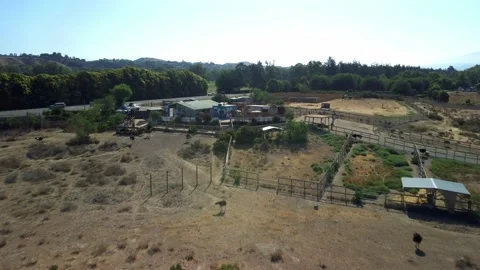 Animal Farm. Stock Footage 159519765