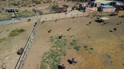 Animal Farm Stock Footage 159519965