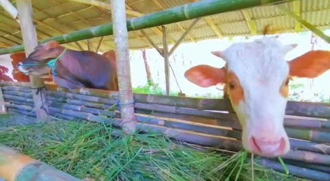 Animal Farm Video stock 227085821