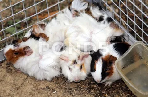 Animal Farm With A Metal Cage With Many Young Rabbits