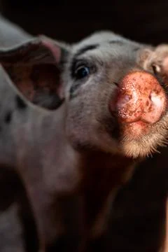 Animal Farm Pig Stock Photos