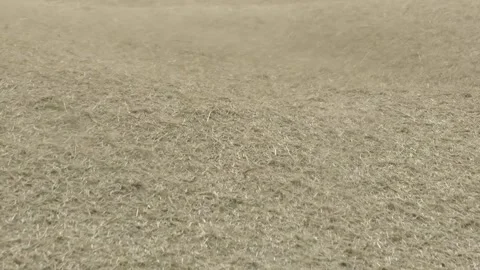 Animal feed Video stock 294120965