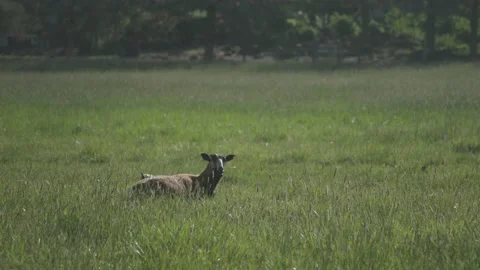 Animal on the field Stock Footage 155405269