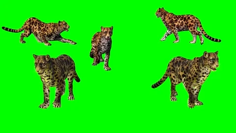 ANIMAL. five Jaguars Large Cats ,4K ,time 30 .5 seconds Stock Footage 294907526