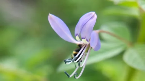 Animal on the flower Stock Footage 282600004