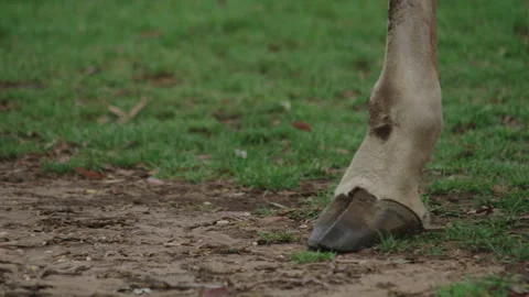 Animal Foot Stock Footage 291757881