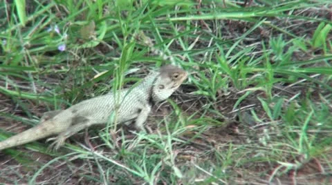 Animal 스톡 동영상 11909076