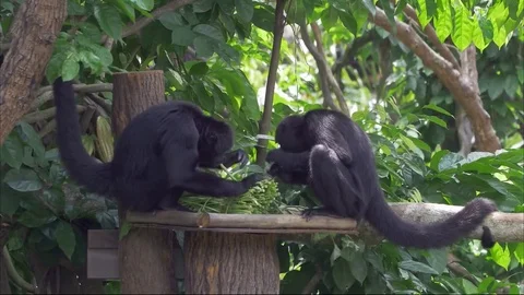 Animal Vidéo 79606123