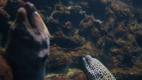 Animal Stock Footage 146570902