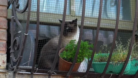 Animal Stock Footage 169656081