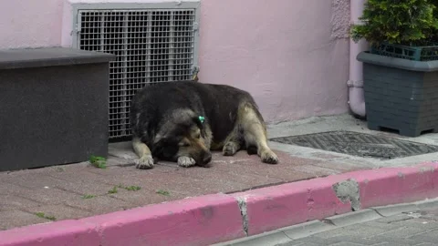 Animal Stock Footage 169657693