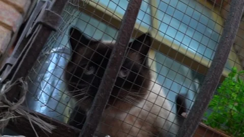 Animal Video stock 169661594