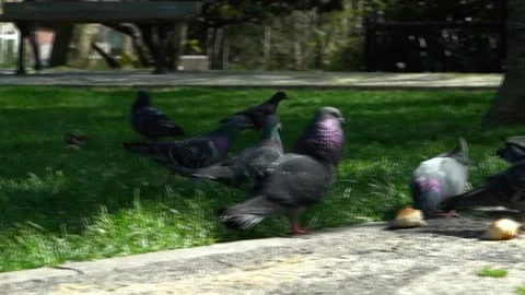 Animal Stock Footage 169764328