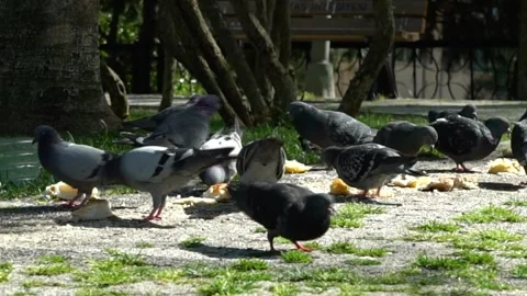 Animal Stock Footage 169764444