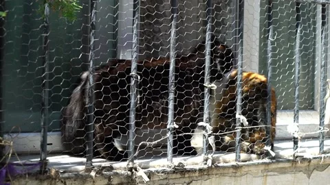 Animal Video stock 169800081