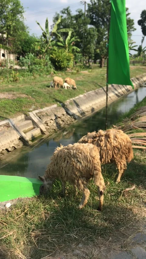 Animal Видео 211578169