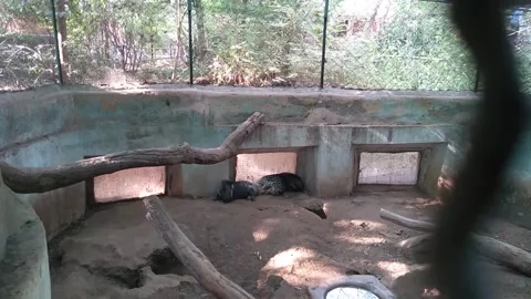 Animal 스톡 동영상 255843635