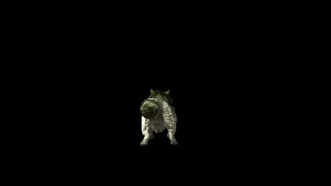 Animal Stock Footage 292475659