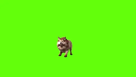 Animal Stock Footage 296271990