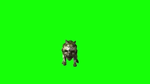 Animal Stock Footage 296401485