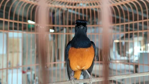 Animal Stock Footage 297669662