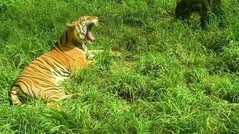 Animal Stock Footage 322922674