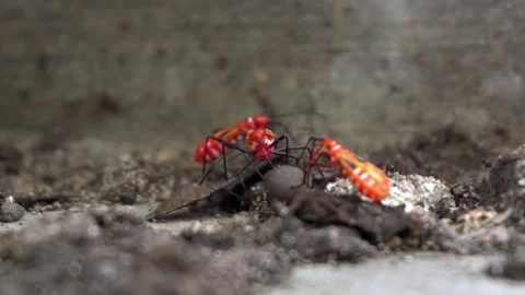 Animal Stock Footage 324532707