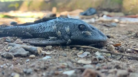 Animal Stock-Footage 332590143