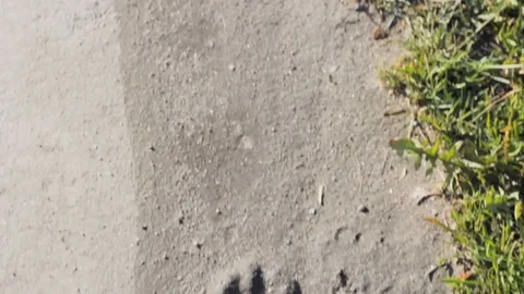 Animal footprint tracks  mud pattern Stock Footage 111818877