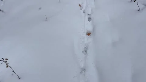 Animal footprints in the deep white snow in a forest during winter season Stock Footage 325477799