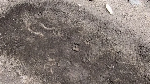 Animal footprints on the mud Stock Footage 271062722
