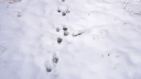 Animal Footprints in the Snow Stock Footage 147556554
