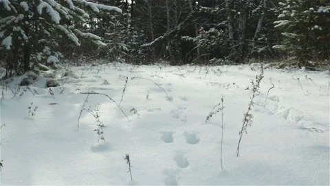 Animal footsteps trace paw prints on the snow winter forest Stock Footage
