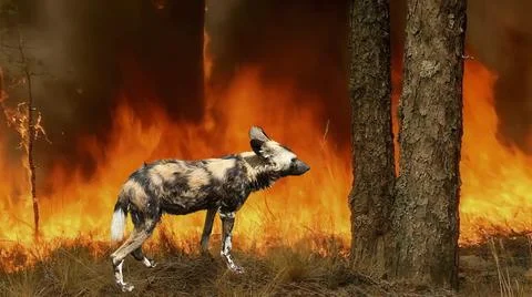 An animal in a forest of fire. Stock Photos