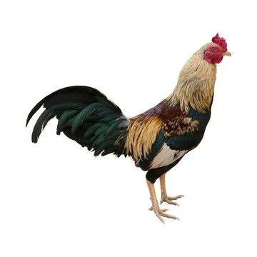 ANIMAL FRAME - rooster isolated Stock Photos