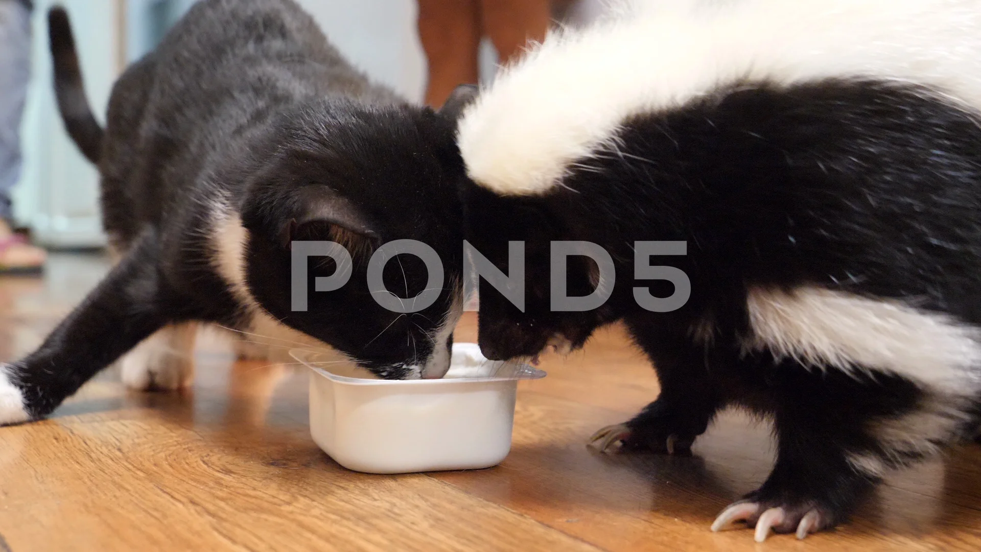 Animal friendship skunk and cat are eaten from one bowl