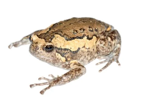 Animal frog Stock Photos