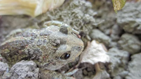Animal garlic toad on the ground close-up Stock Footage 259634658