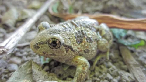 Animal garlic toad on the ground close-up Stock Footage 259634752
