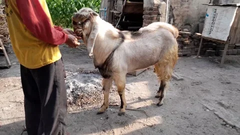 Animal got in village java Vídeo Stock 212930814