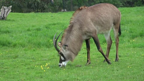 Animal Grazing Grass Stock Footage 144487914