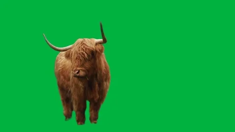 Animal Greenscreen 22 Stock-Footage 198585475
