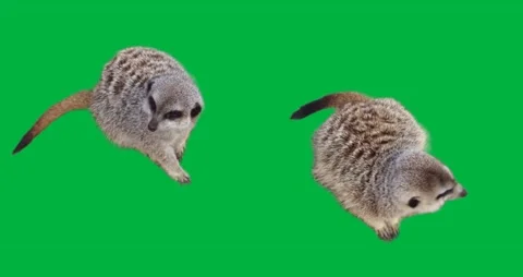 Animal Greenscreen 95 Stock Footage 198652856