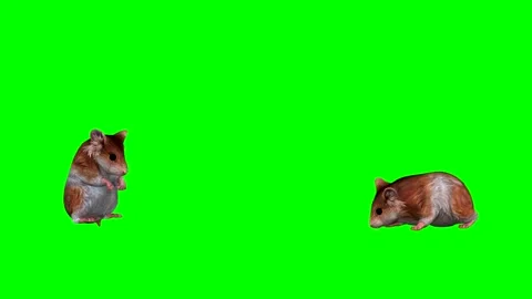 ANIMAL, HAMSTERS .4K, TIME-58 seconds. Stock Footage 294907705